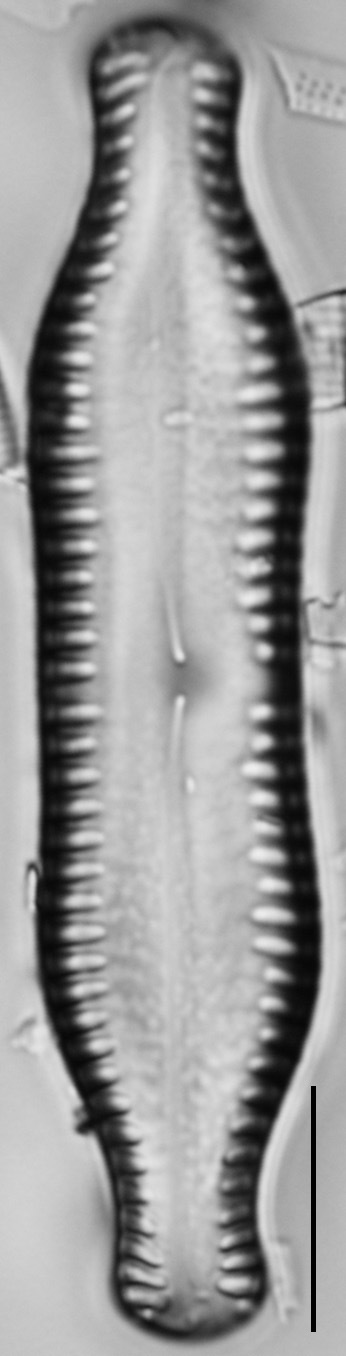 Pinnularia scotica LM4