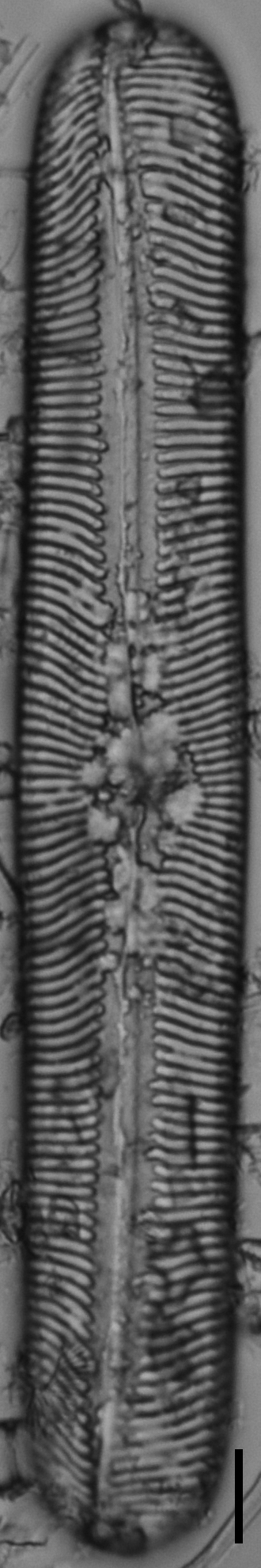 Pinnularia torta LM1