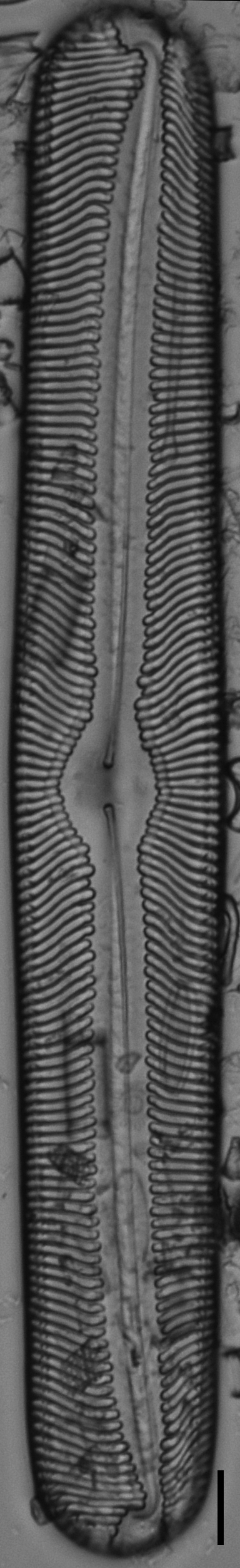 Pinnularia torta LM2