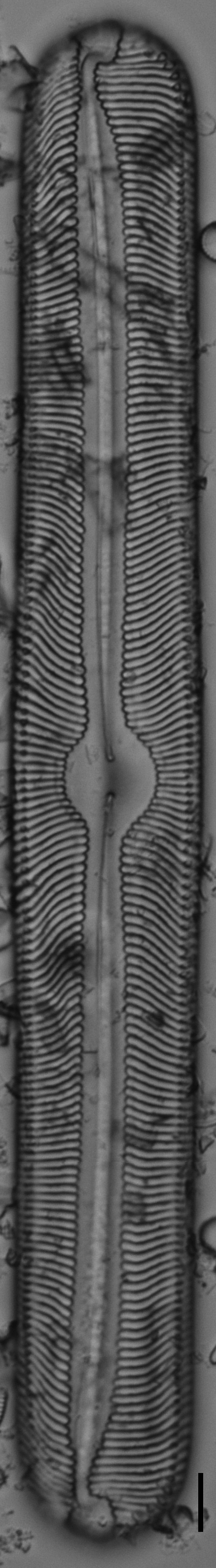 Pinnularia torta LM3