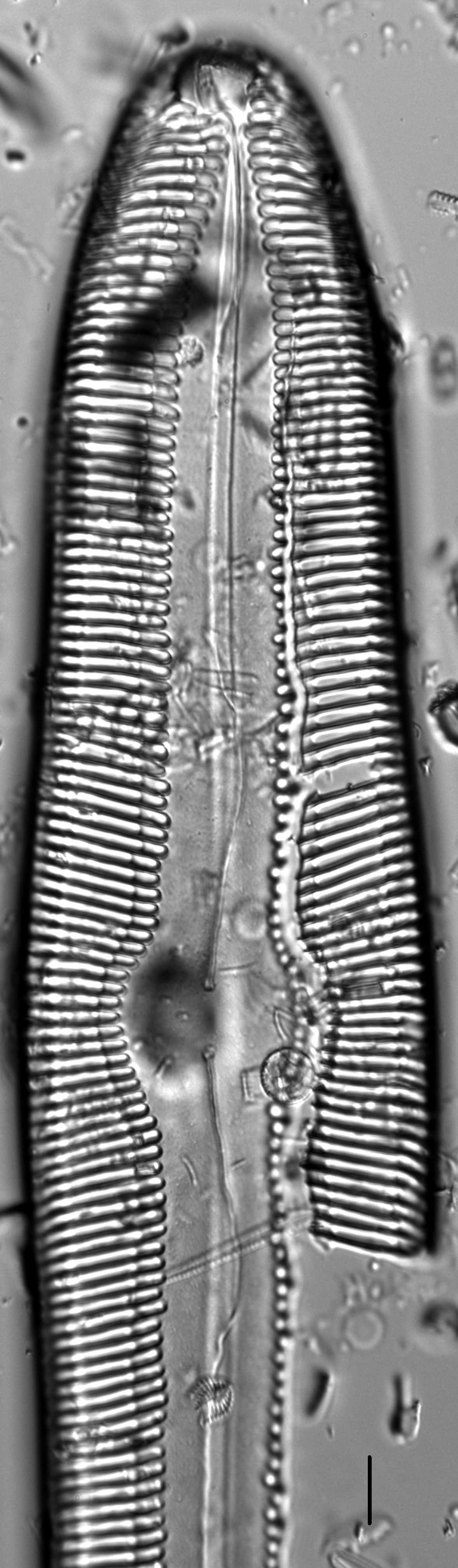 Pinnularia gigas LM1