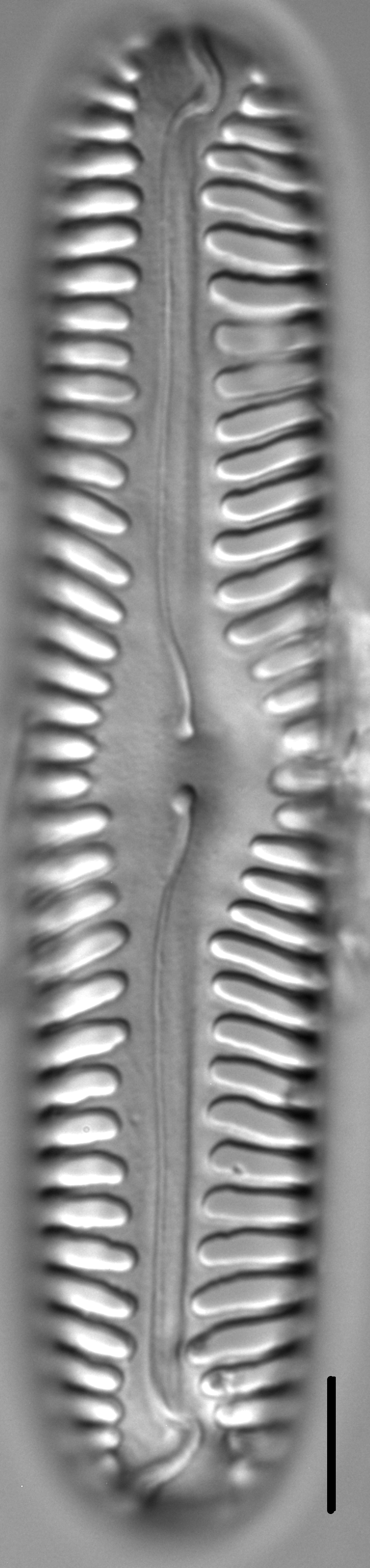 Pinnularia lata LM11