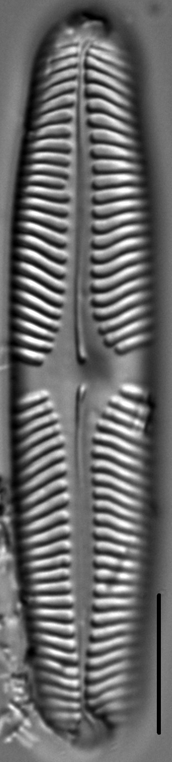 Pinnularia rhombarea LM2