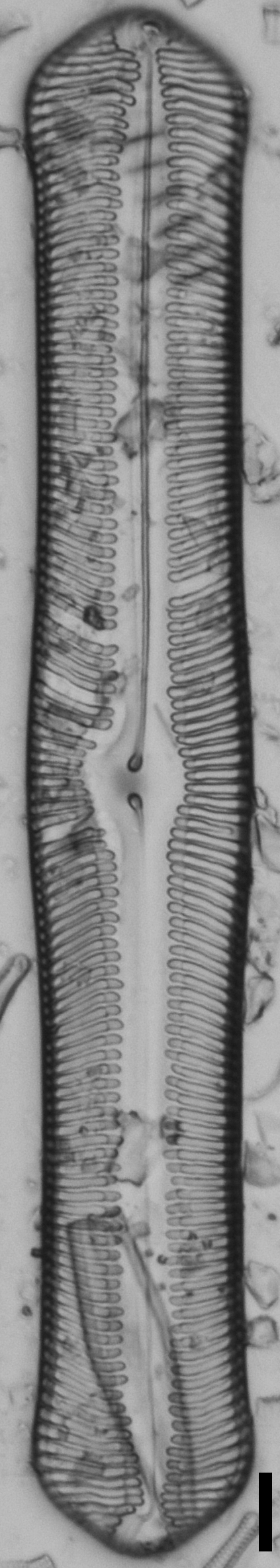 Pinularia bihastata LM7