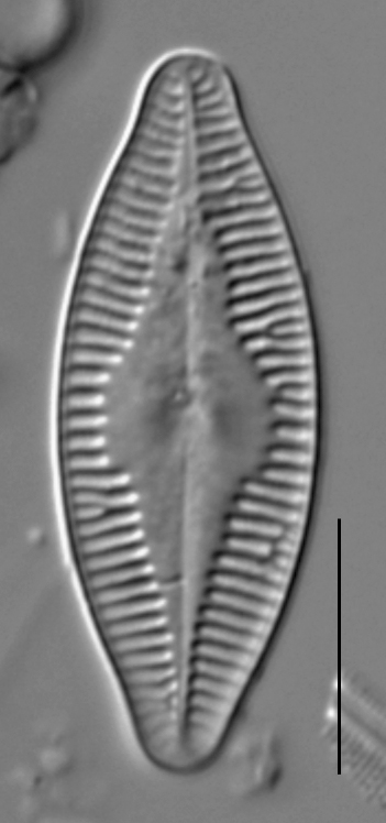 Planothidium holstii LM6