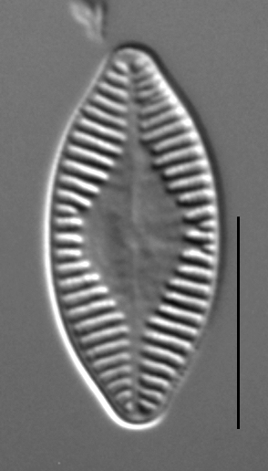 Planothidium holstii LM5