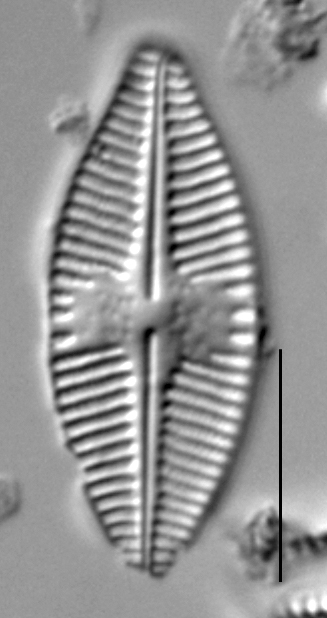 Planothidium holstii LM3