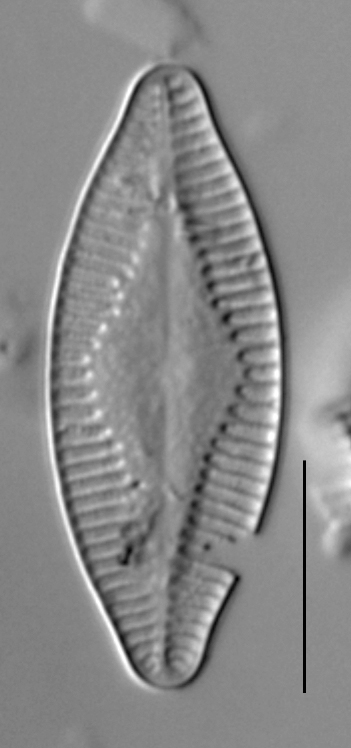 Planothidium holstii LM2