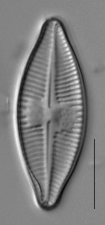 Planothidium holstii LM1