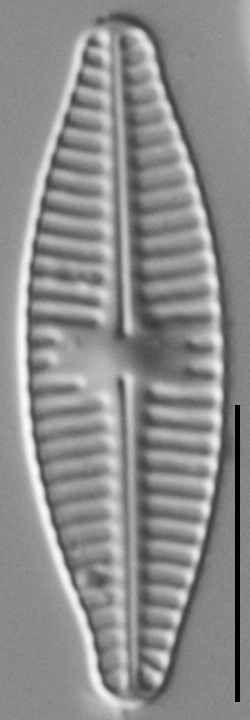 Planothidium Incuriatum LM4