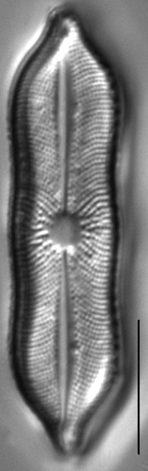 Playaensis circumfimbria LM4