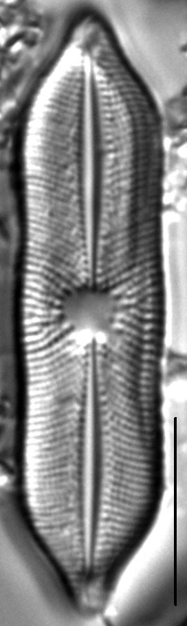 Playaensis circumfimbria LM5