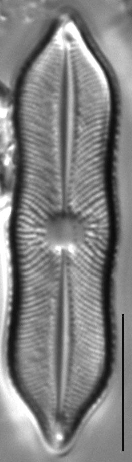 Playaensis circumfimbria LM6