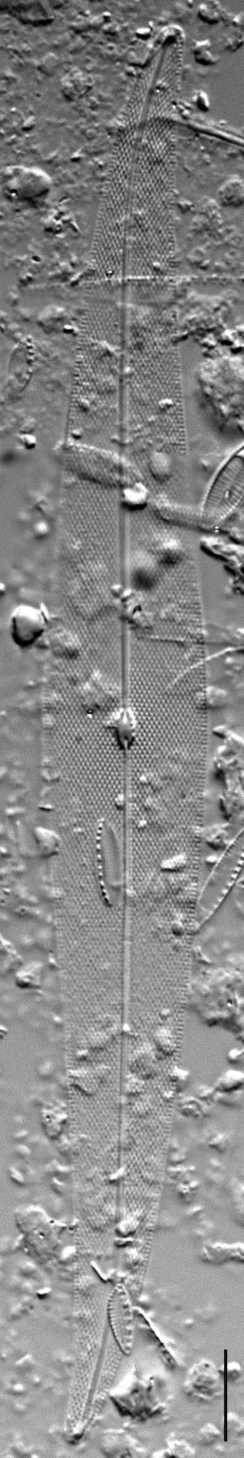 Pleurosigma Delicatulum Lm3