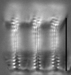 Pseudostaurosira pseudoconstruens LM1