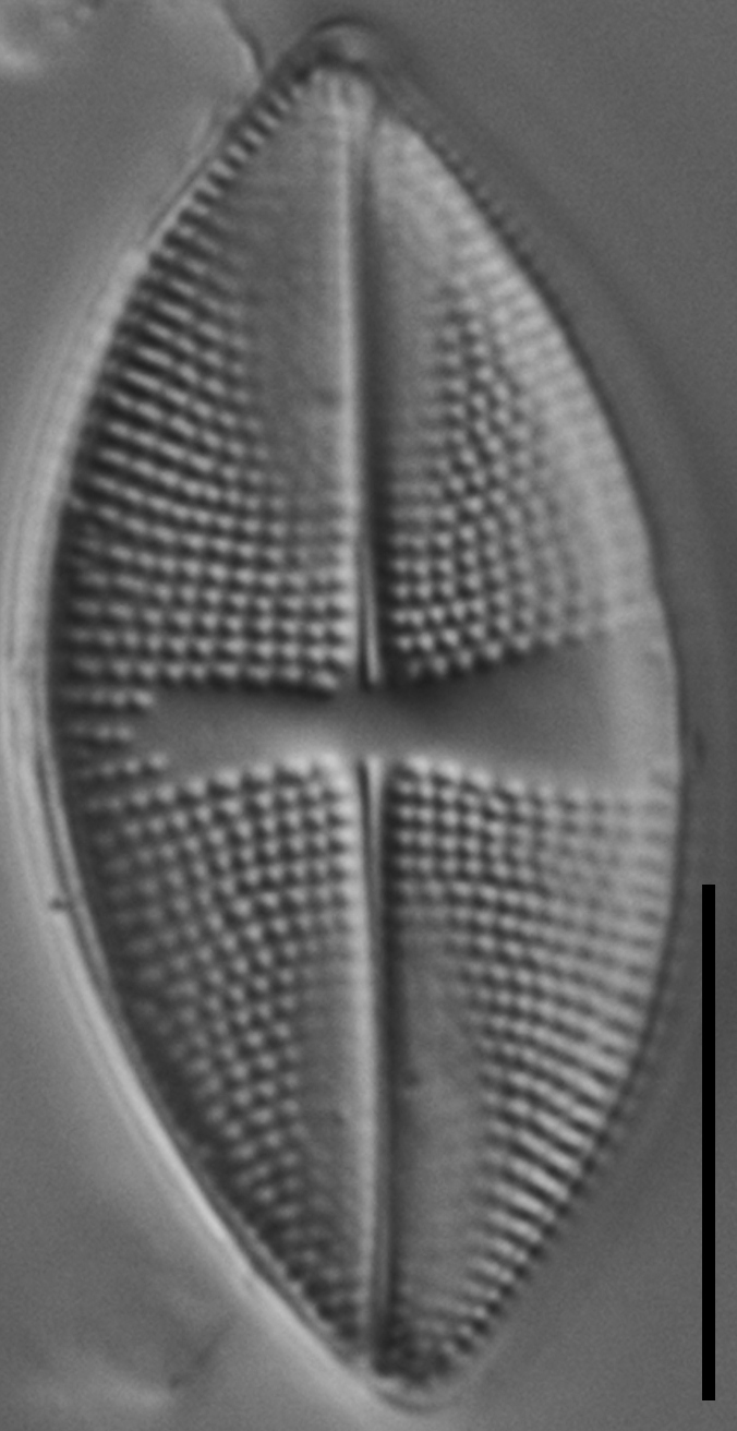 Psammothidium obliquum LM7