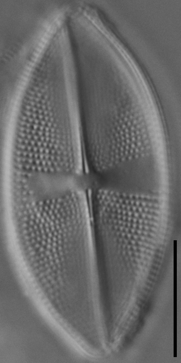 Psammothidium obliquum LM6