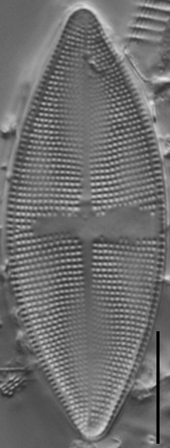 Psammothidium obliquum LM1