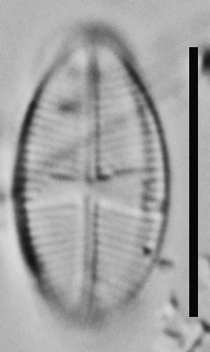 Psammothidium rossii LM6