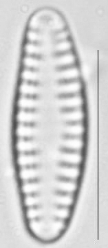 Pseudostaurosira neoelliptica LM4