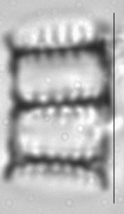 Pseudostaurosira trainorii LM2