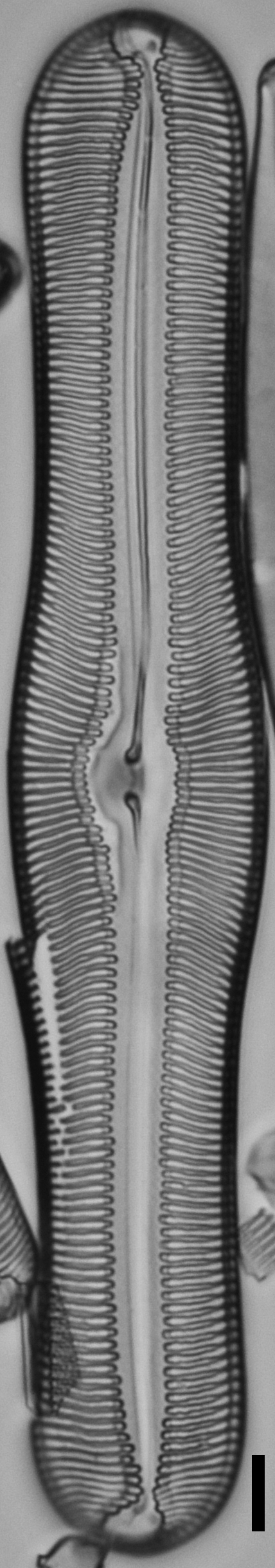 Pulchella canadensis LM7