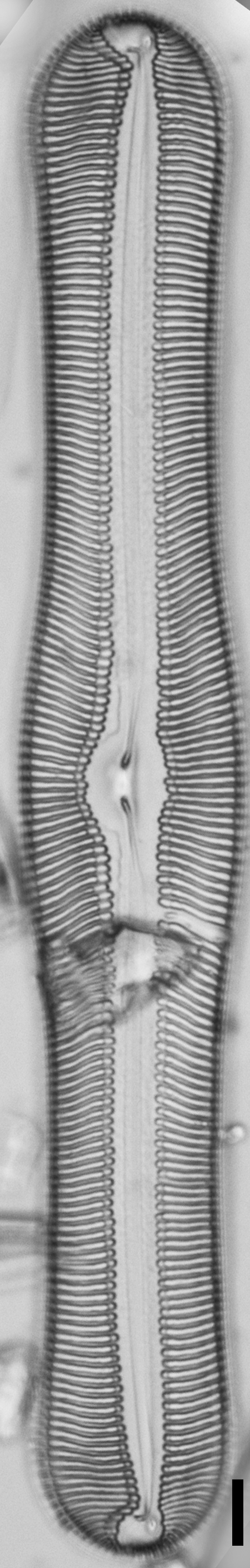 Pulchella canadensis LM5