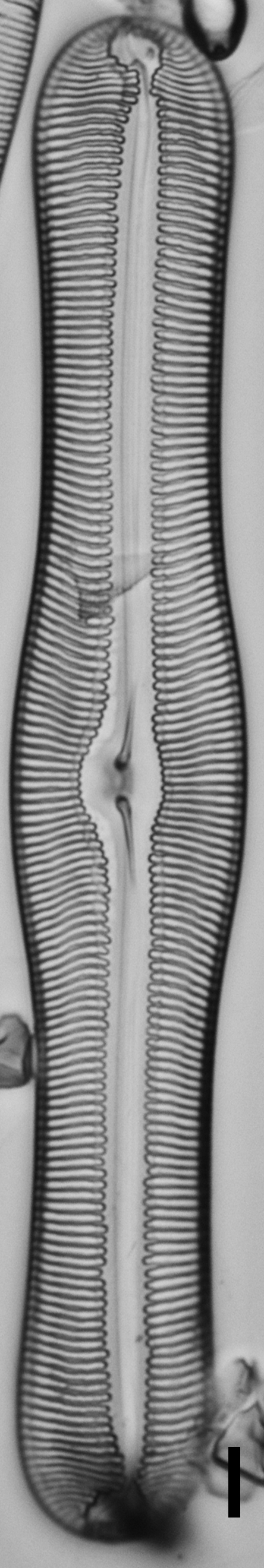 Pulchella canadensis LM4