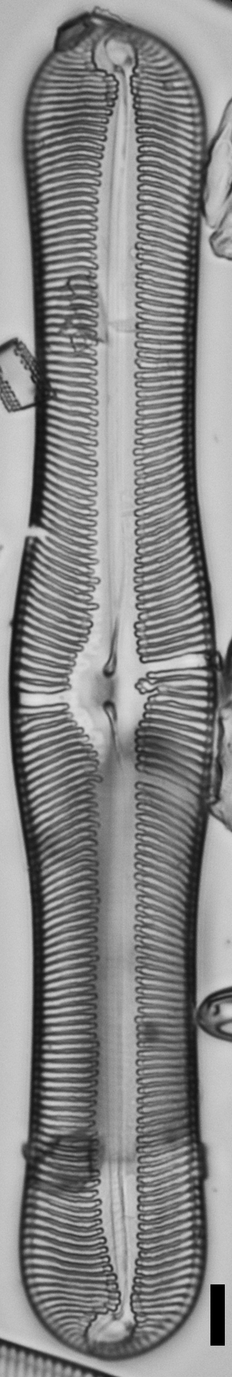 Pulchella canadensis LM1