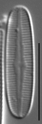 Rossithidium petersenii LM3