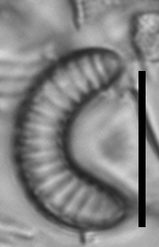 Semiorbis hemicyclus LM4