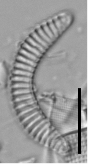 Semiorbis hemicyclus LM1