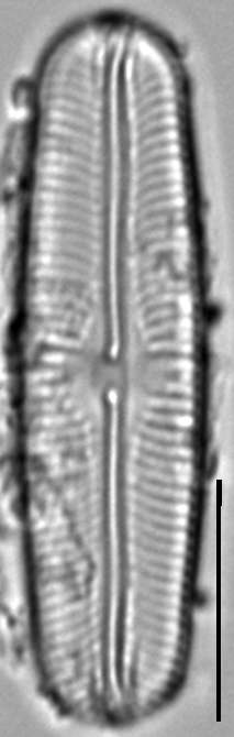 Sellaphora fusticulus LM4