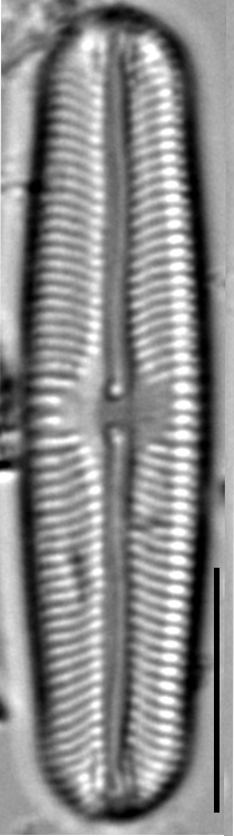 Sellaphora fusticulus LM2