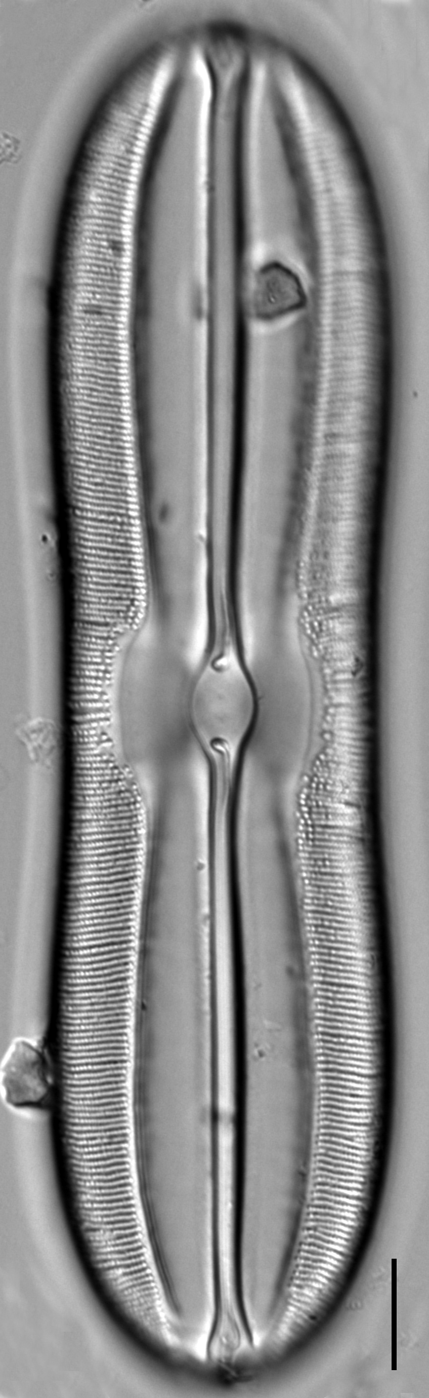 Sellaphora moesta LM4