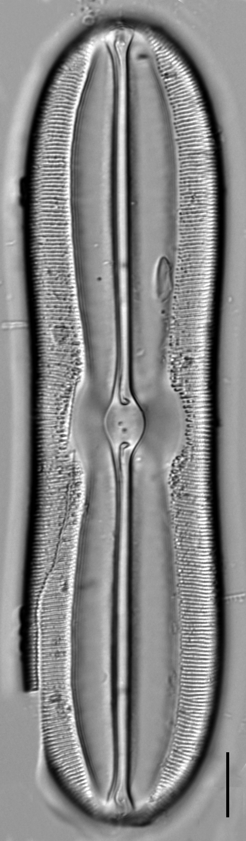 Sellaphora moesta LM3