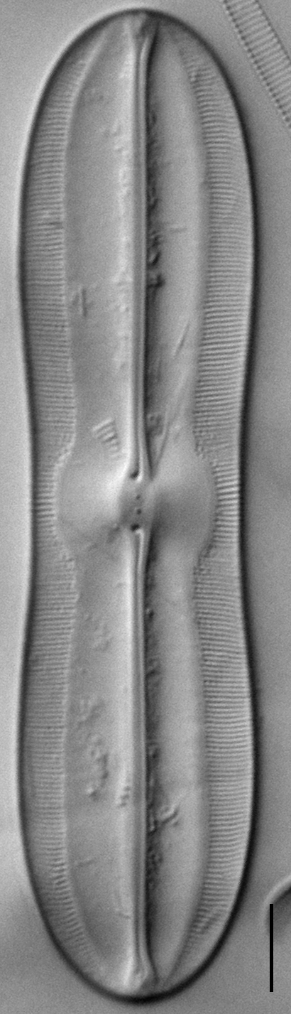 Sellaphora moesta LM7