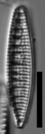 Denticula kuetzingii LM2