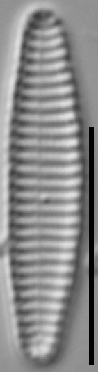 Stauroforma exiguiformis LM3