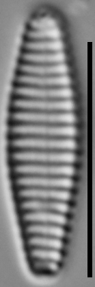 Stauroforma exiguiformis LM2