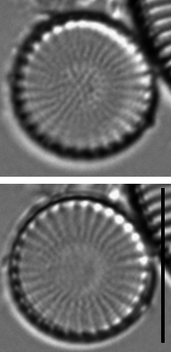 Stephanodiscus minutulus LM2