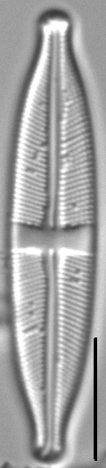 Stauroneis acidoclinata LM1