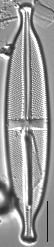 Stauroneis acidoclinatopsis LM4