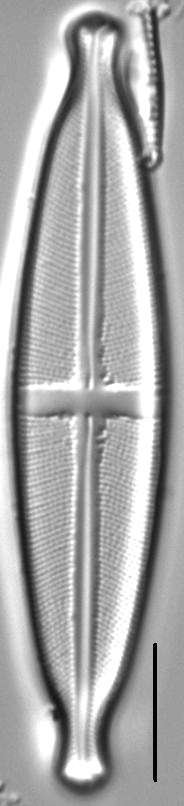 Stauroneis acidoclinatopsis LM2