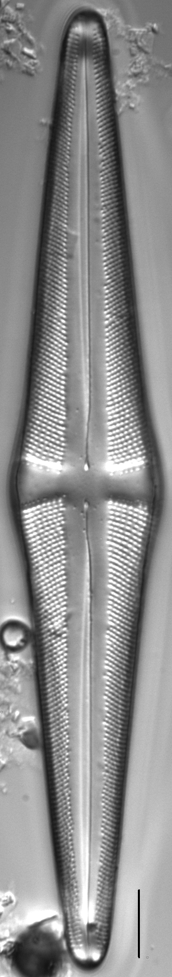 Stauroneis acuta LM5