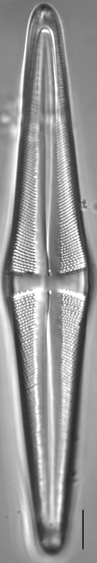 Stauroneis acuta LM4