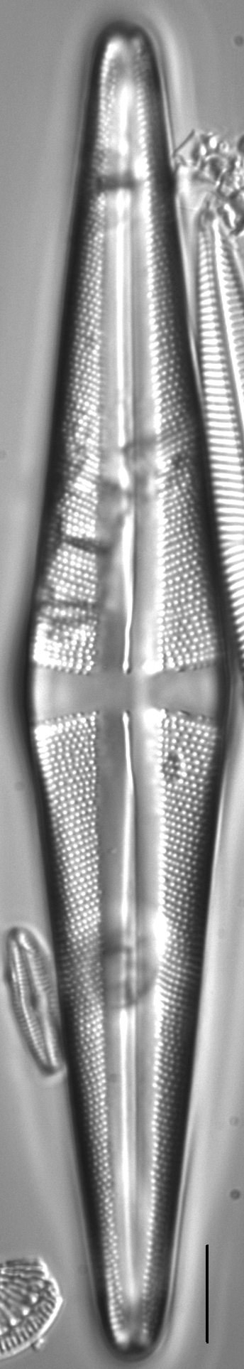 Stauroneis acuta LM3