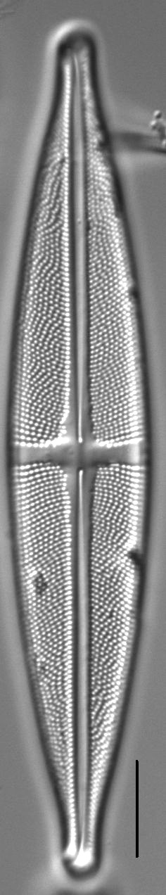 Stauroneis angustilancea LM2