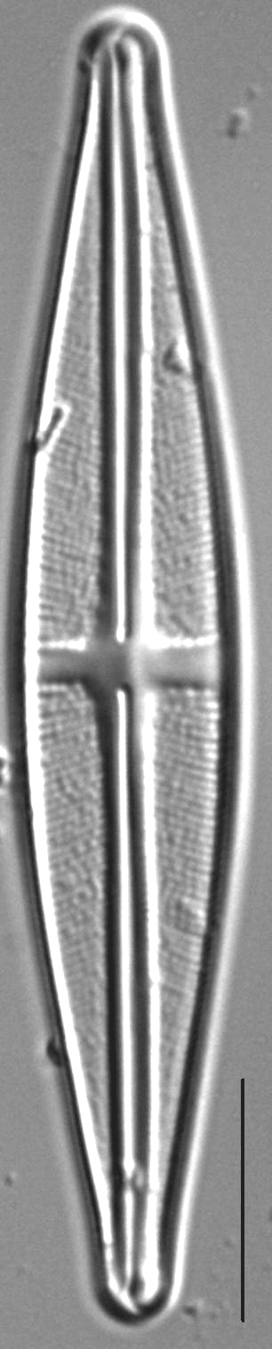 Stauroneis bryocola LM4