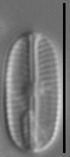 Sellaphora subbacillum LM5